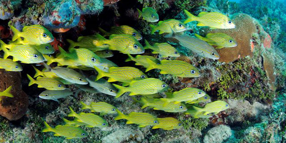 Dive With South Florida Diving Headquarters